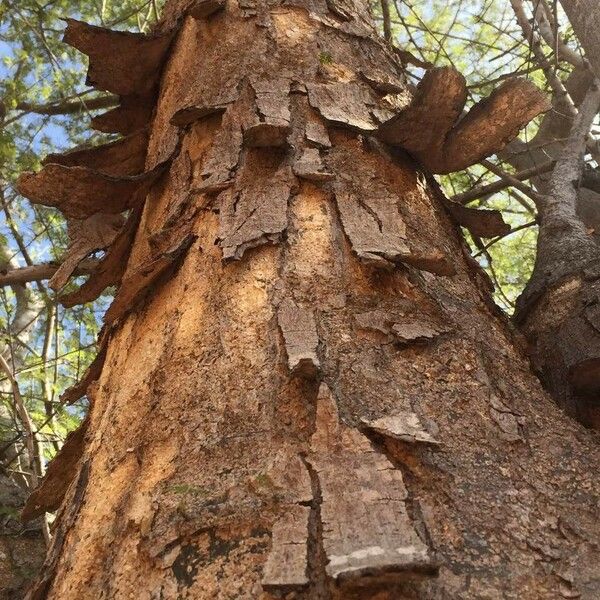 Albizia forbesii Bark