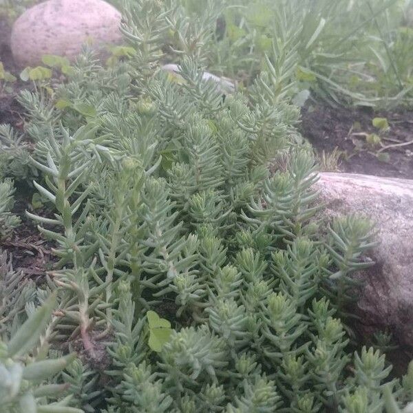 Sedum reflexum Blad