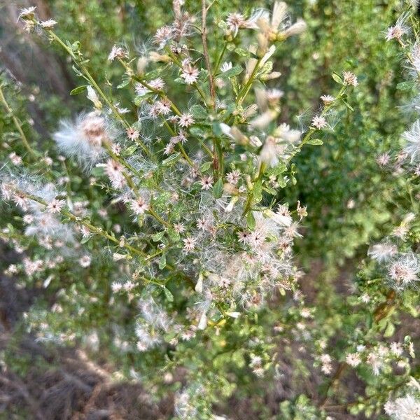 Baccharis pilularis Žiedas