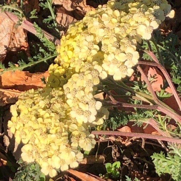 Achillea crithmifolia Floare