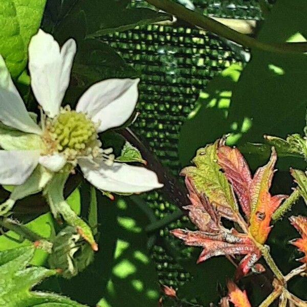 Rubus nemoralis Flower