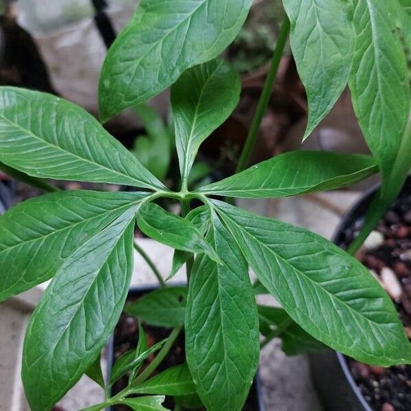 Arisaema dracontium Blatt