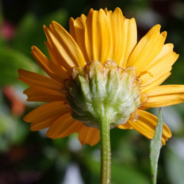 Coleostephus myconis Flower