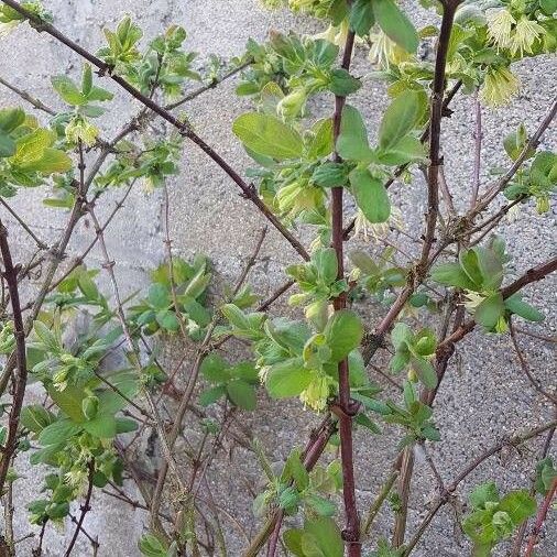 Lonicera caerulea Habitus