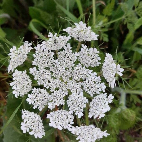 Daucus carota Blomst