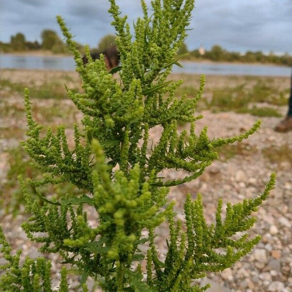 Dysphania ambrosioides Lorea