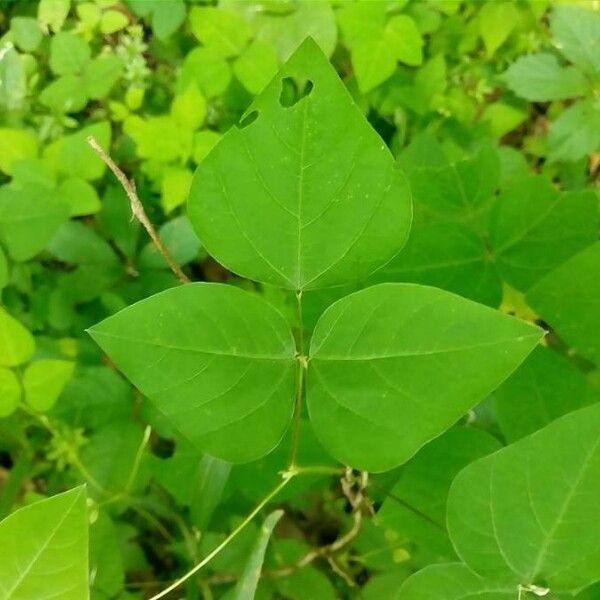 Amphicarpaea bracteata Feuille