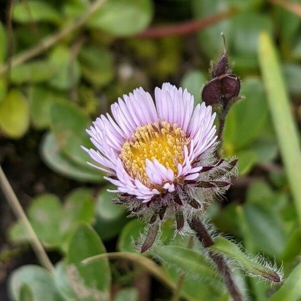 Erigeron uniflorus Blüte