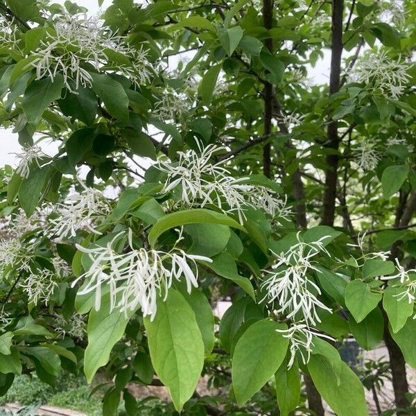 Chionanthus retusus Other