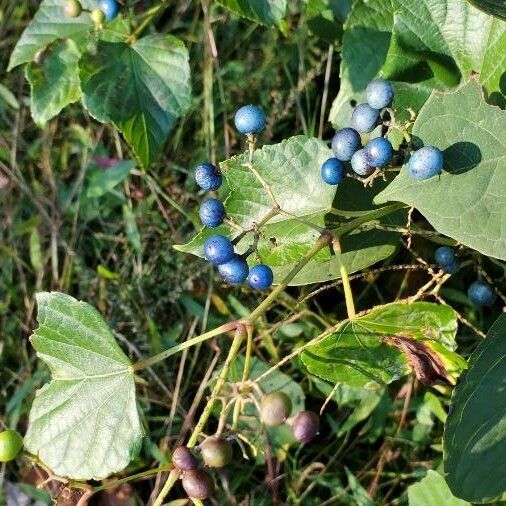 Ampelopsis cordata Ffrwyth