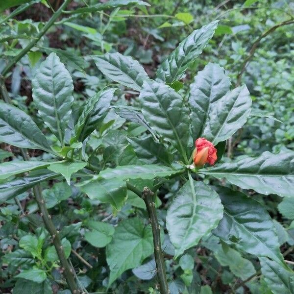 Leuenbergeria bleo Leaf