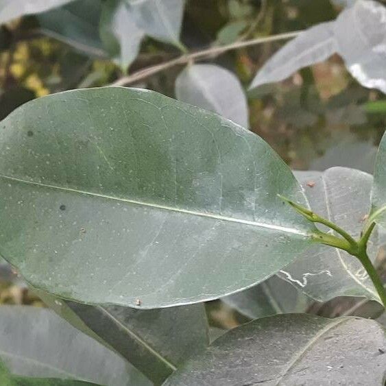 Garcinia gardneriana Leht