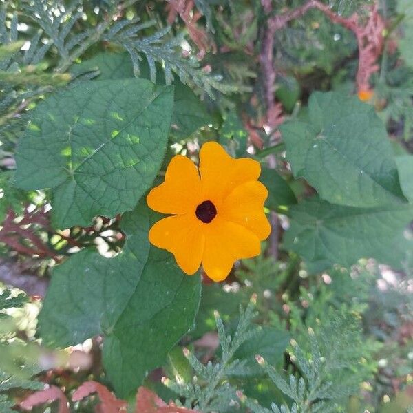 Thunbergia alata Flower