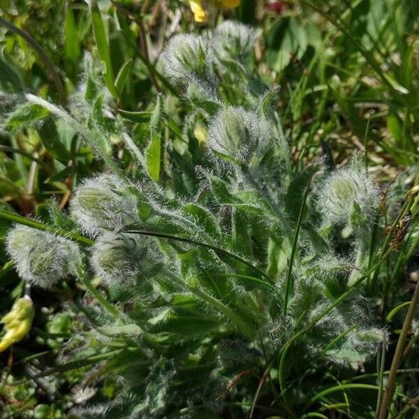 Hieracium villosum Leaf