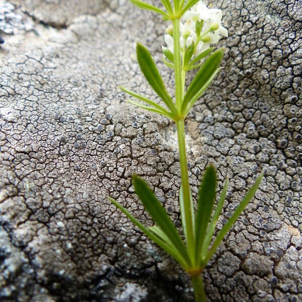 Galium anisophyllon Floare