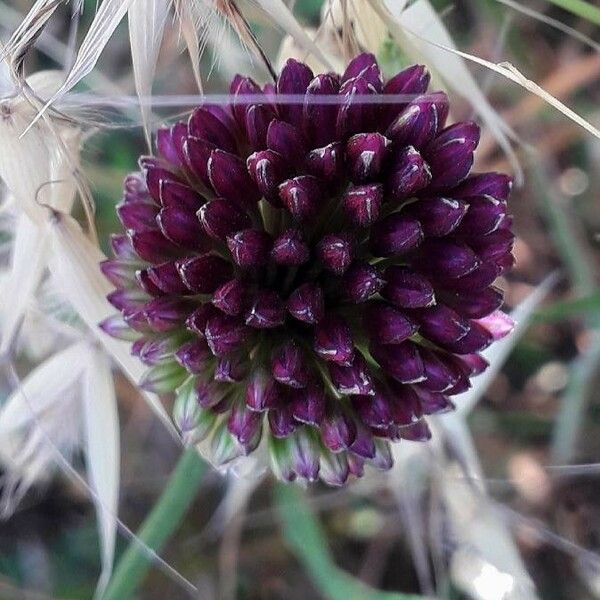 Allium sphaerocephalon Flower