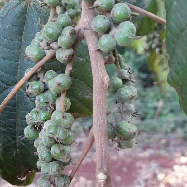 Alchornea glandulosa Fruit
