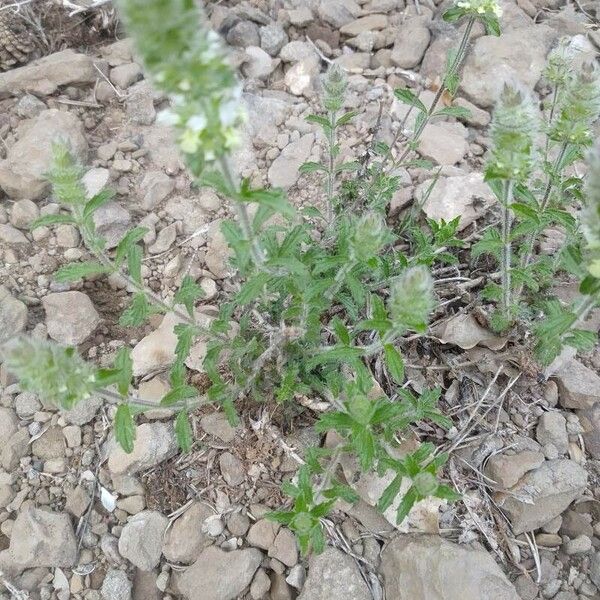 Sideritis hirsuta Flor