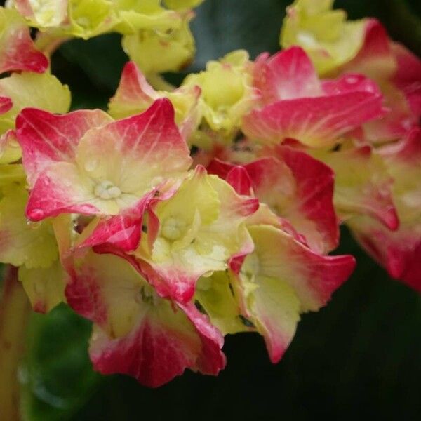 Hydrangea spp. Flower