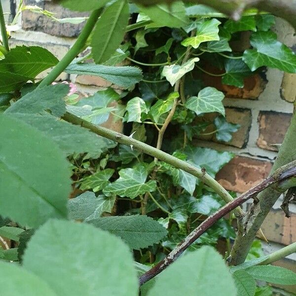 Rosa rubiginosa Bark