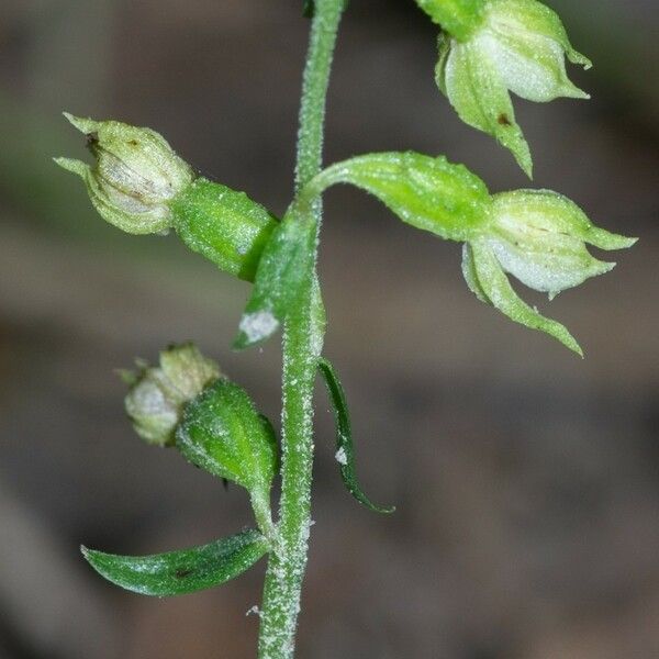 Epipactis albensis Blomma