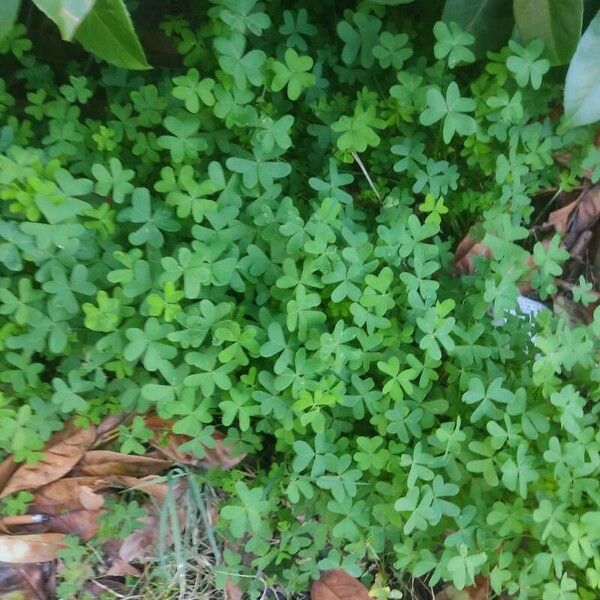 Oxalis pes-caprae Blatt