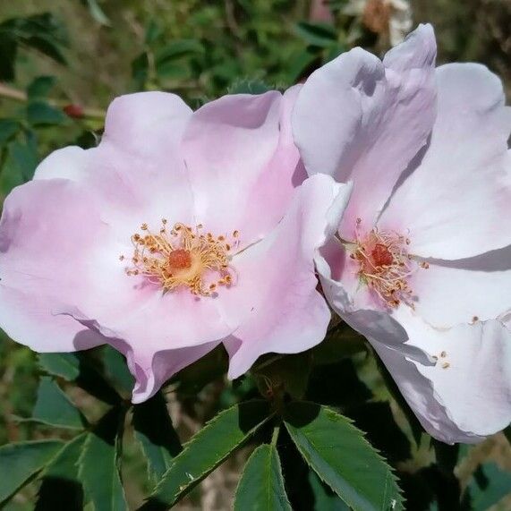 Rosa canina 花