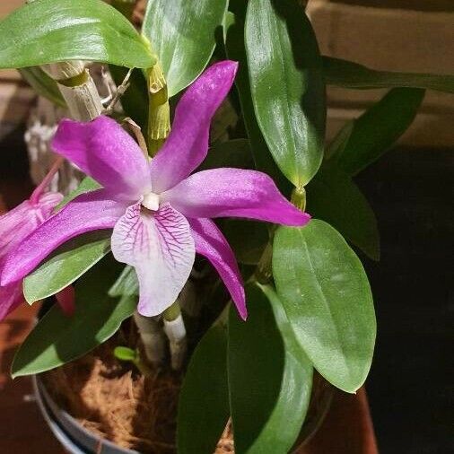 Guarianthe skinneri Flower