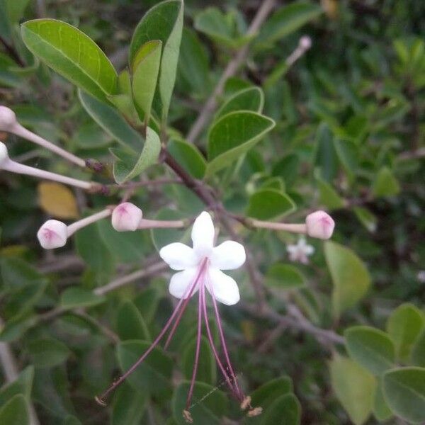 Volkameria inermis Leaf