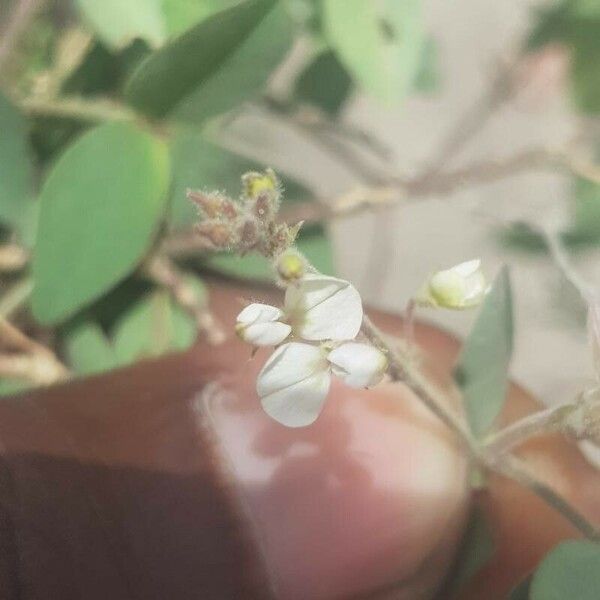 Desmodium tortuosum Flower