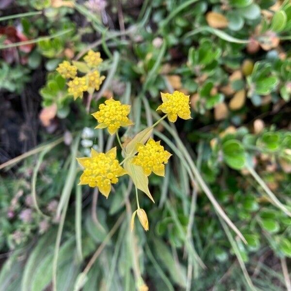 Bupleurum ranunculoides Çiçek