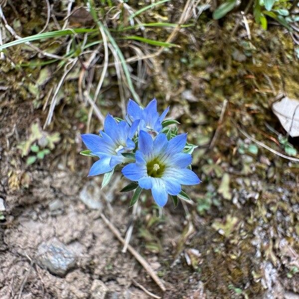 Gentiana nubigena ফুল