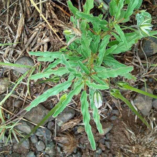 Monsonia angustifolia Leaf