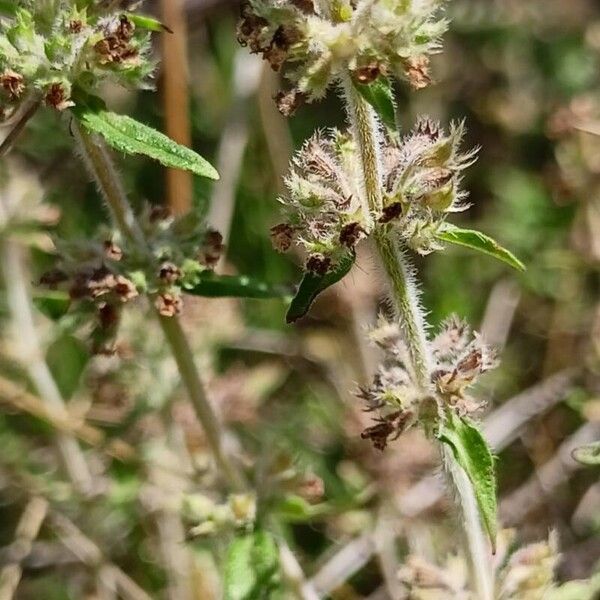 Thymus pannonicus Fruit