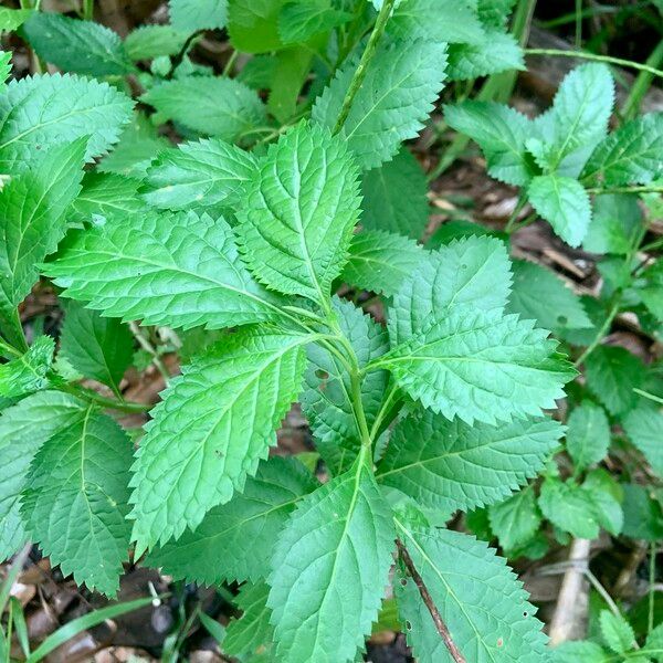 Stachytarpheta indica Leaf