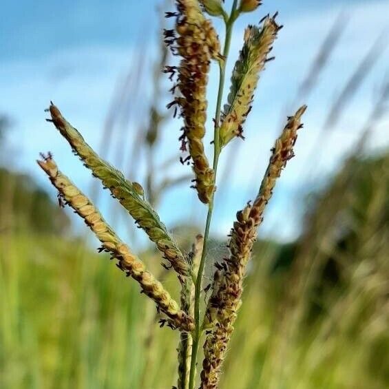 Paspalum urvillei Flower