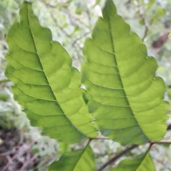 Zanthoxylum caribaeum Lapas