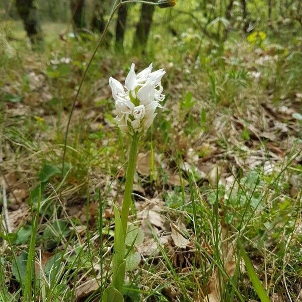 Orchis simia 花