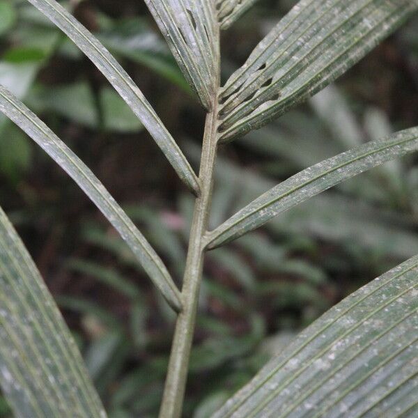 Reinhardtia latisecta Frucht