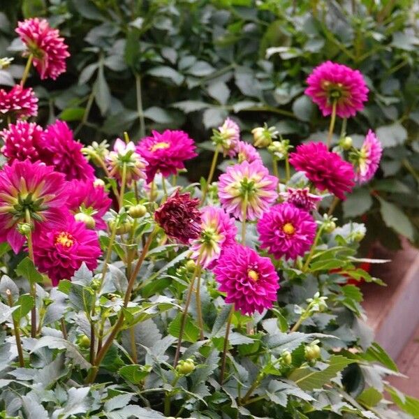 Dahlia pinnata Habitus