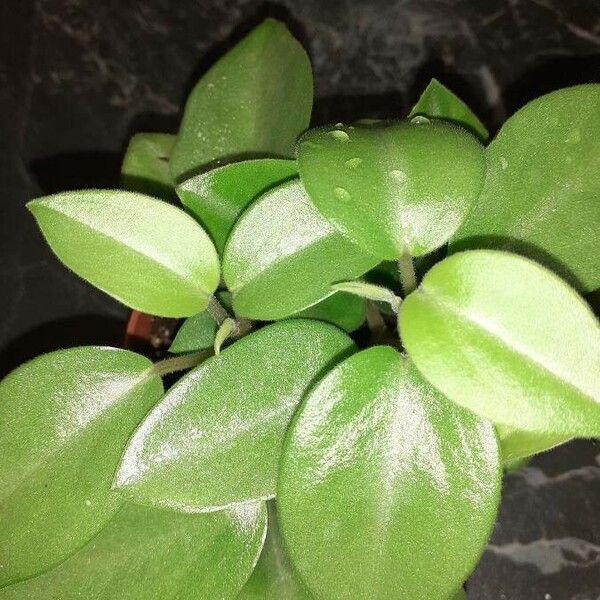 Peperomia serpens Lapas