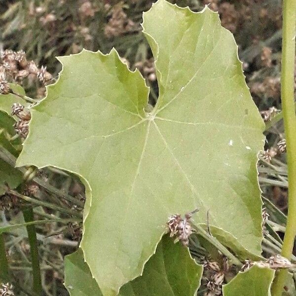 Luffa aegyptiaca ᱥᱟᱠᱟᱢ