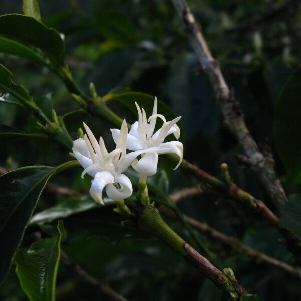 Coffea arabica Blomst