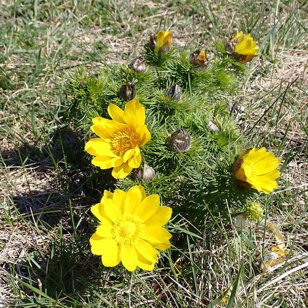 Adonis vernalis Fiore