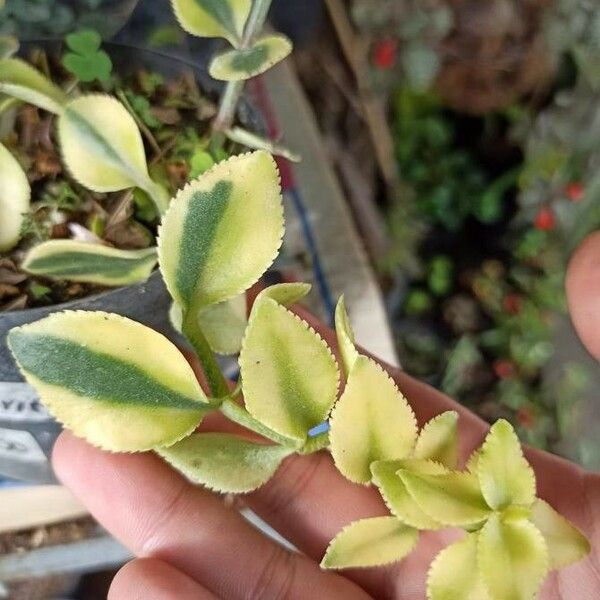 Crassula sarmentosa Leaf