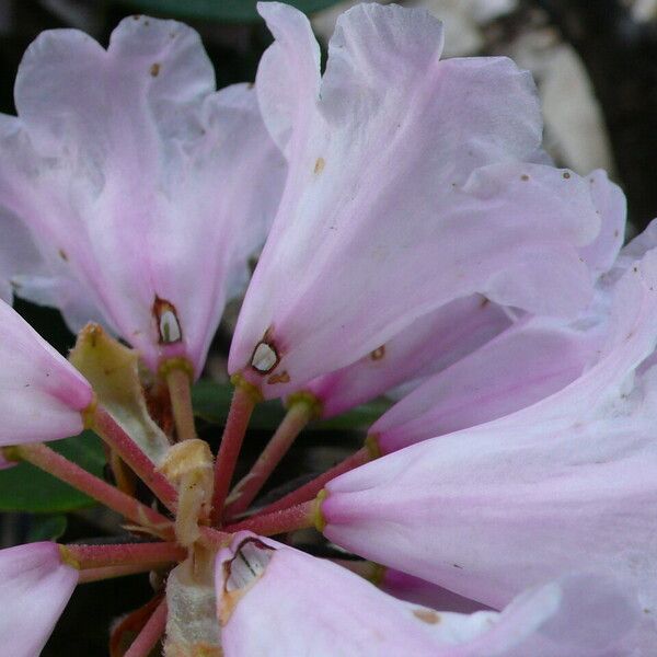 Rhododendron uvariifolium Кветка