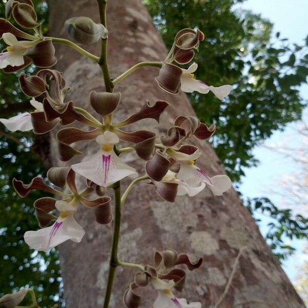 Encyclia cordigera Flower