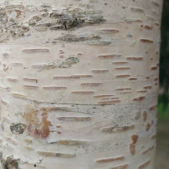 Betula nigra Corteza