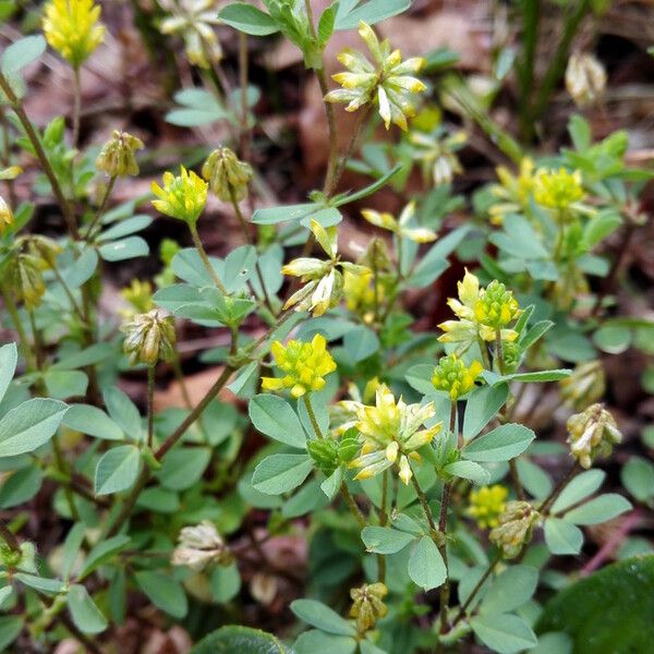 Trifolium dubium Flor