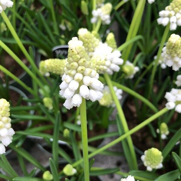 Muscari aucheri Fleur